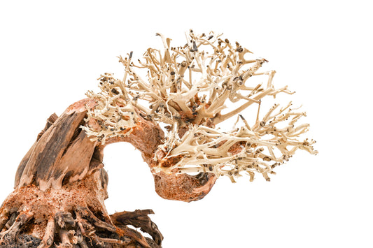 UNS Bonsai 013