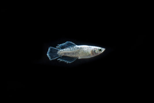 White Galaxy Long Fin Medaka Rice Fish
