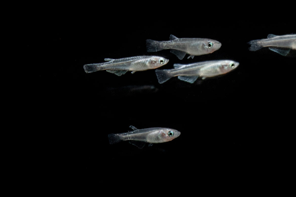 White Medaka Rice Fish