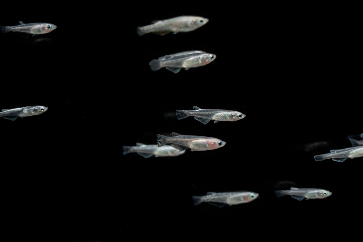 White Medaka Rice Fish