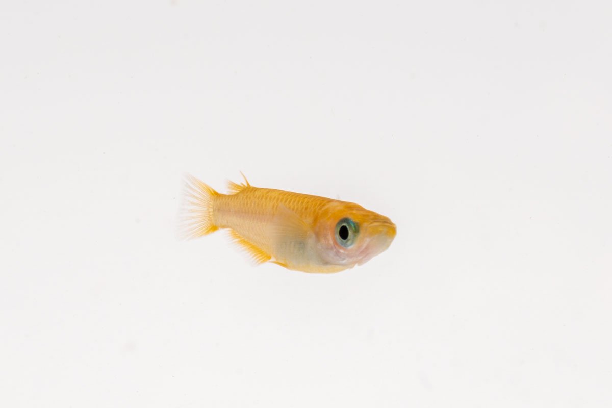 Yokihi Medaka Rice Fish