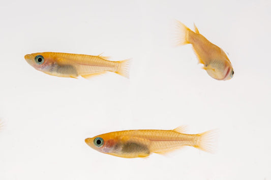 Yokihi Medaka Rice Fish